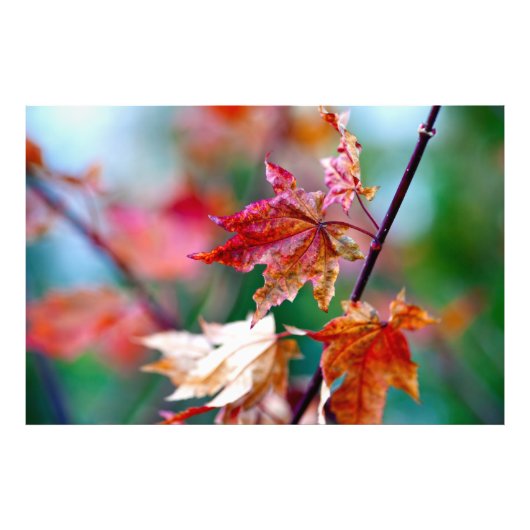 威厳のあるメ日本のデ葉ス フォトプリント            (正面)