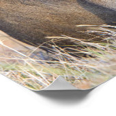 威厳のあるライオン野生動物の写真 ポスター (角)