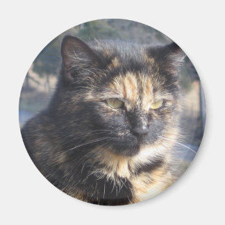 威厳のある猫 マグネット