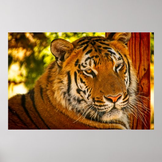 威厳のある顔 ポスター (正面)