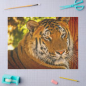 威厳のある顔 薄葉紙 (クラフト)