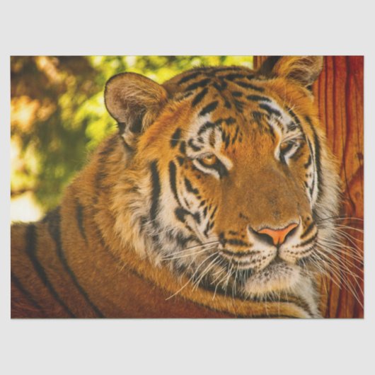 威厳のある顔 薄葉紙 (正面)