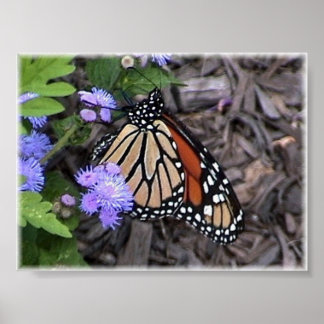 威厳のある(昆虫)オオカバマダラ、モナーク ポスター