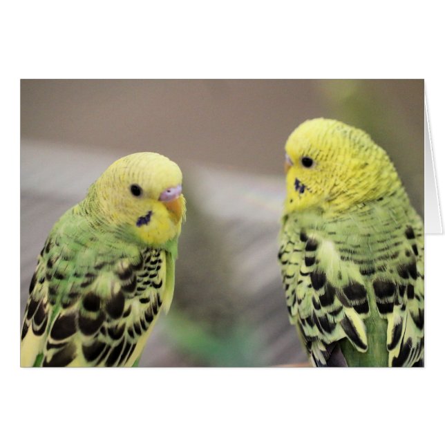 娘たち (正面横)