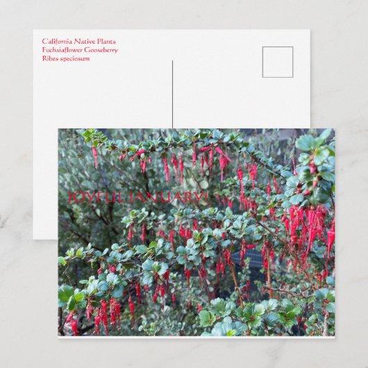 嬉しい1月！ ポストカード (正面/裏面)