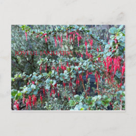 嬉しい1月! ポストカード