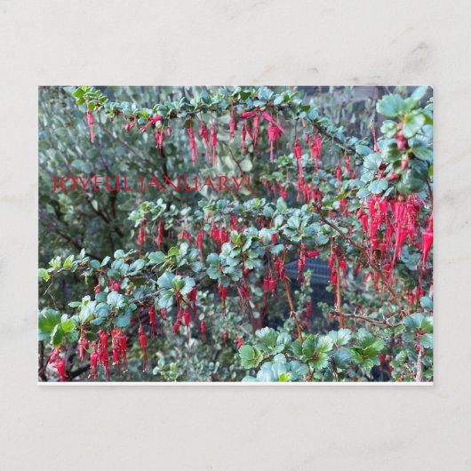 嬉しい1月！ ポストカード (正面)