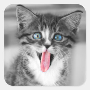 子おもしろい猫 スクエアシール