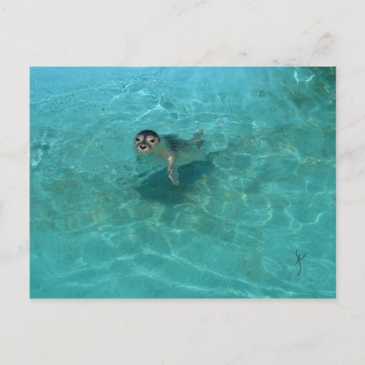 子どものアシカ ポストカード (正面)