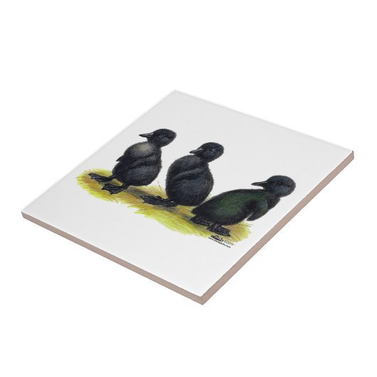 子ガモの黒いCayuga タイル (側面)