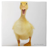 子ガモ タイル (正面)