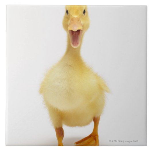 子ガモ タイル (正面)