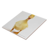 子ガモ タイル (側面)