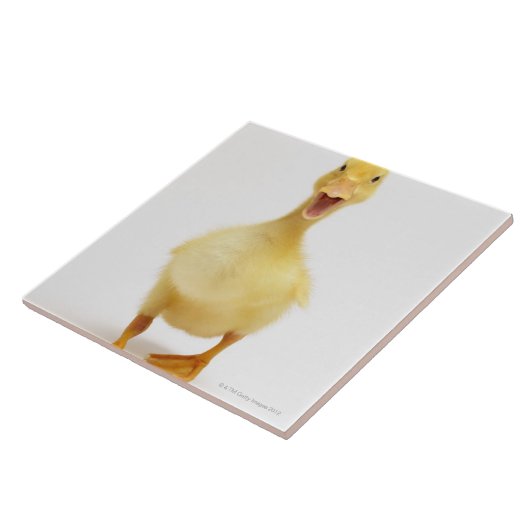 子ガモ タイル (側面)