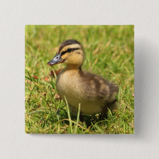 子ガモ 缶バッジ (正面)