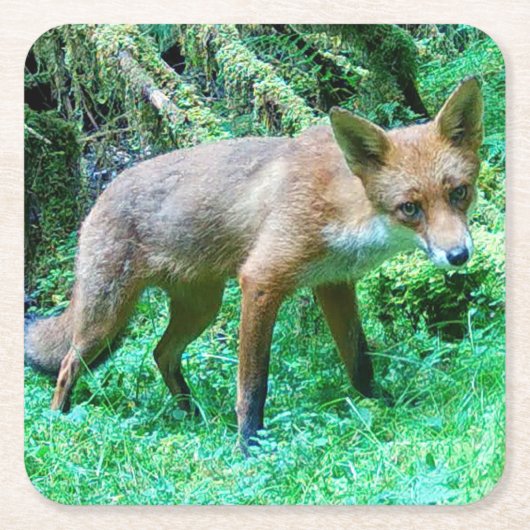 子ギツネの森の風景 緑の自然 野生動物 スクエアペーパーコースター (正面)