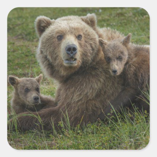 子グマと母グマの愛情あふれる触れ合い スクエアシール (正面)