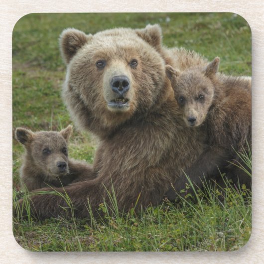 子グマと母グマの愛情たっぷりの触れ合い コースター (正面)