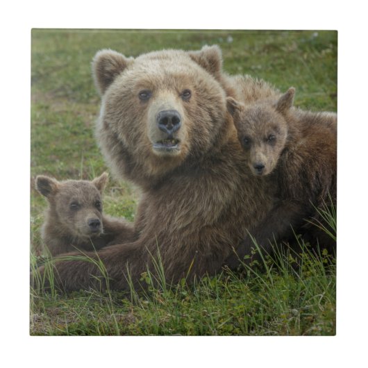 子グマと母グマの愛情たっぷりの触れ合い タイル (正面)