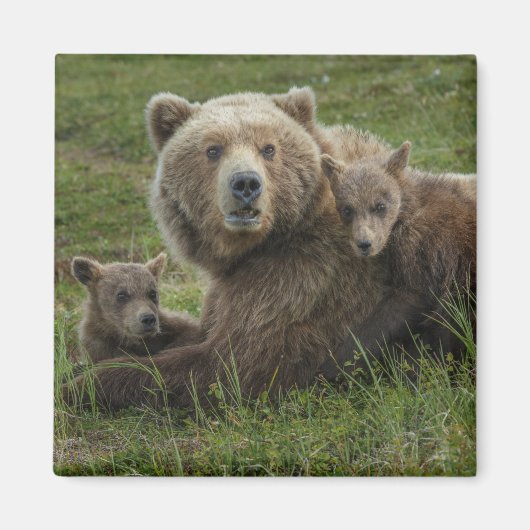 子グマと母グマの愛情たっぷりの触れ合い マグネット (正面)