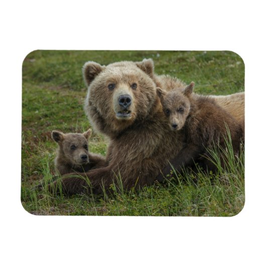 子グマと母グマの愛情たっぷりの触れ合い マグネット (横)