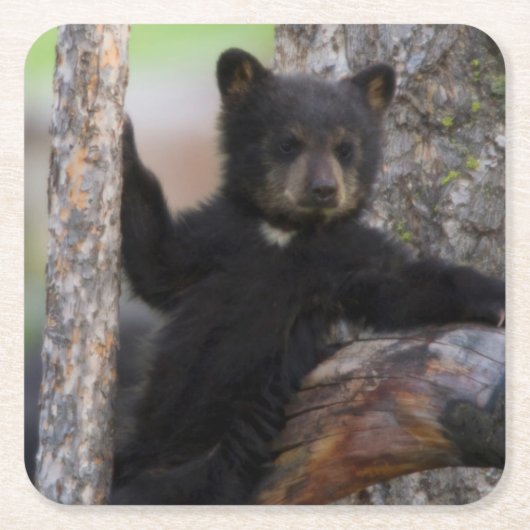 子グマのくつろぎ スクエアペーパーコースター (正面)