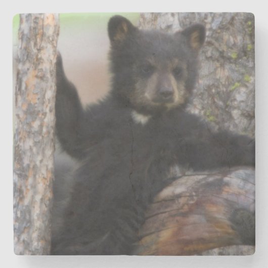 子グマのくつろぎ ストーンコースター (正面)