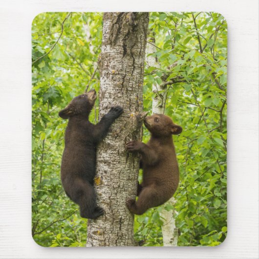 子グマの木登り マウスパッド (正面)