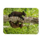 子グマの木登り マグネット (横)