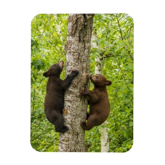 子グマの木登り マグネット (縦)