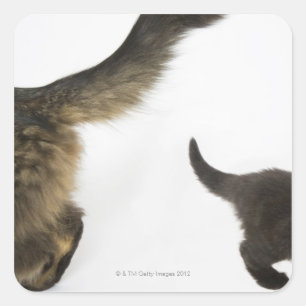 子ネコが母尾を見上げる スクエアシール