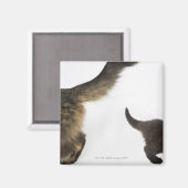 子ネコが母尾を見上げる マグネット (正面/裏面)