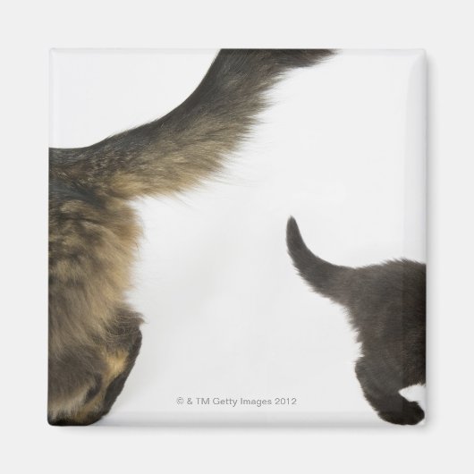 子ネコが母尾を見上げる マグネット (正面)