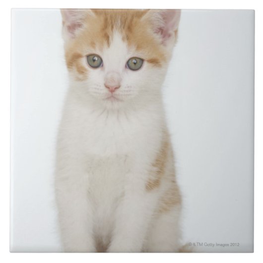 子ネコの撃たれるスタジオ タイル (正面)