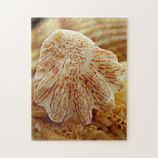 子ネコの足の貝のパズル ジグソーパズル (縦)