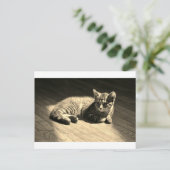 子ネコの郵便はがき ポストカード (スタンド正面)