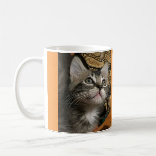 子ネコは"保ちます調べを!" マグ (左)