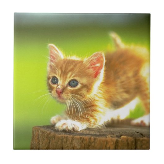 子ネコを急襲するために用意して下さい タイル (正面)