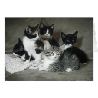 子ネコを愛さなければなりません