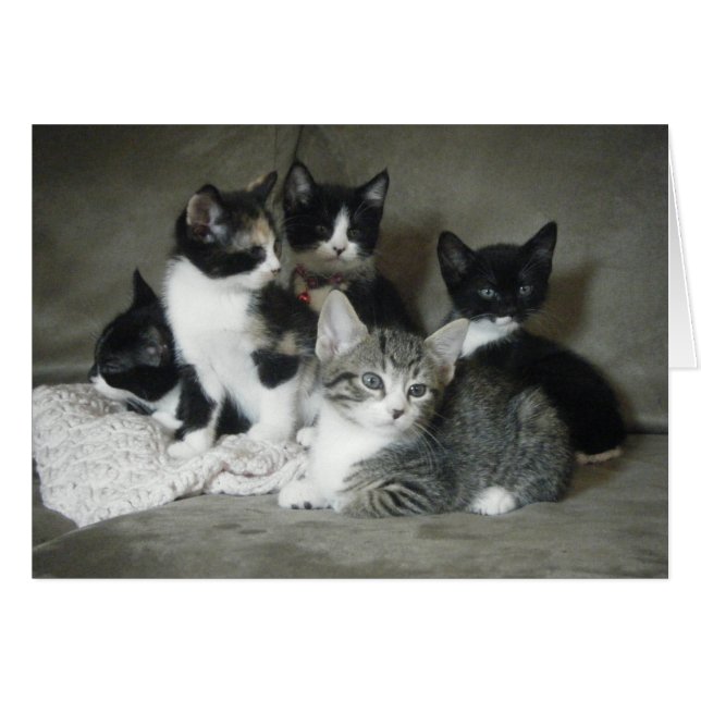 子ネコを愛さなければなりません (正面横)