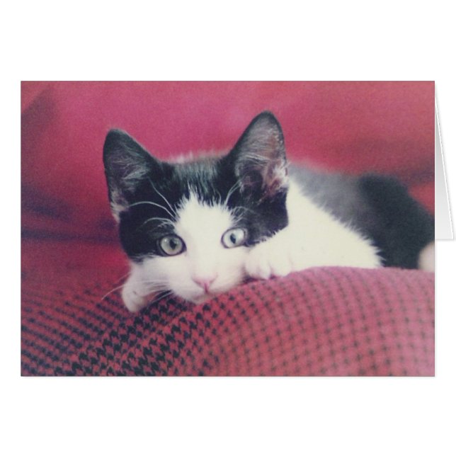 子ネコカード (正面横)