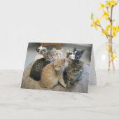 子ネコ048 カード (黄色い花)