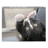 子ネコ、子ネコ! カレンダー (カバー)