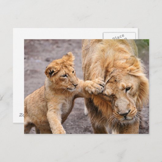 子ライオンが親と遊ぶ ポストカード (正面/裏面)