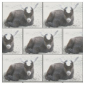 子供のヤギ ファブリック (見本)