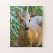 子供動物園アニマルパズル