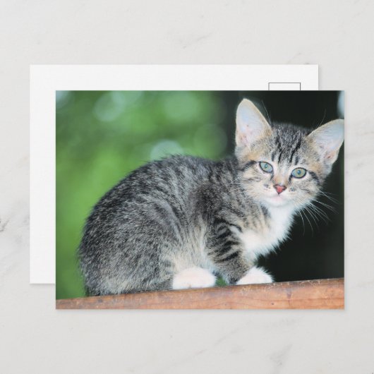 子天 ポストカード (正面/裏面)