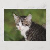 子天 ポストカード (正面)