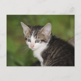 子天 ポストカード