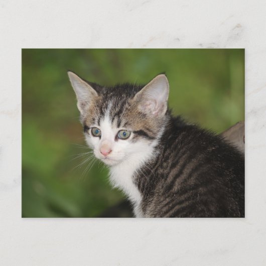 子天 ポストカード (正面)